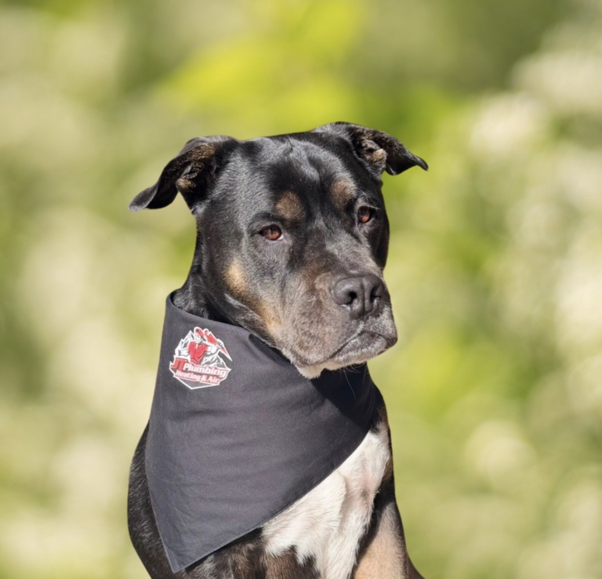 Calvin — JT Plumbing Chief Morale Officer